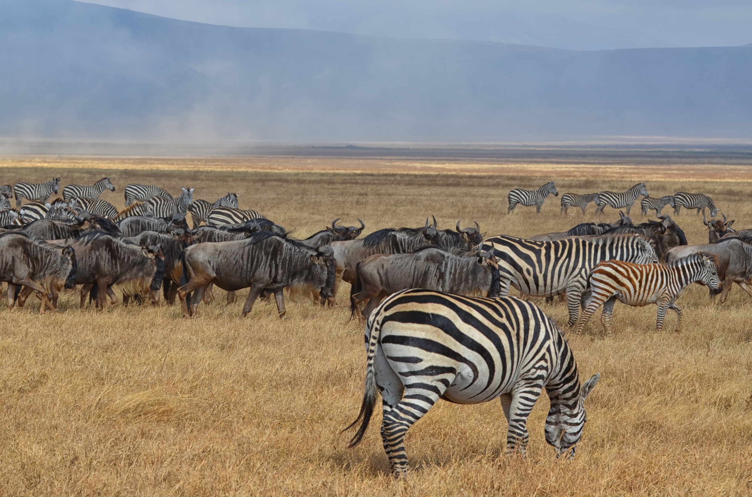Which Tanzania safari is best?